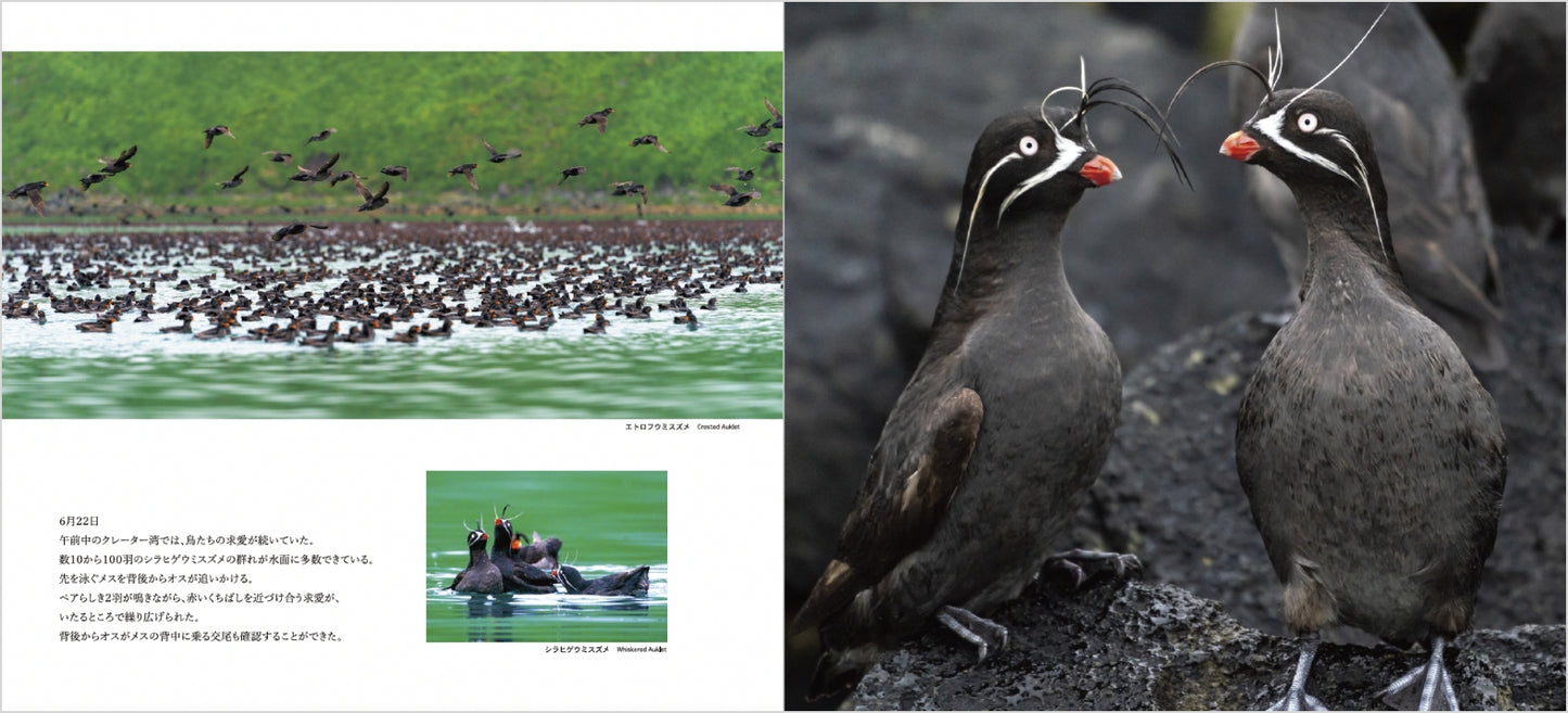火山と生きる海鳥 千島列島探検記