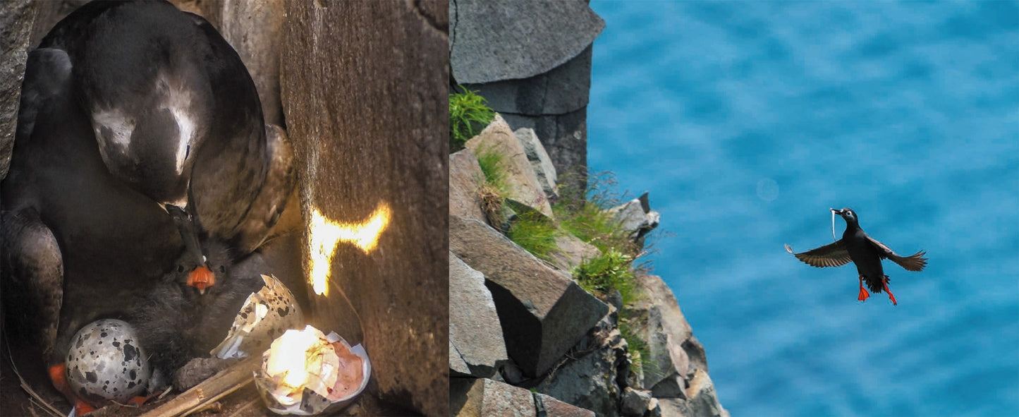 BIRD ISLAND TEURI