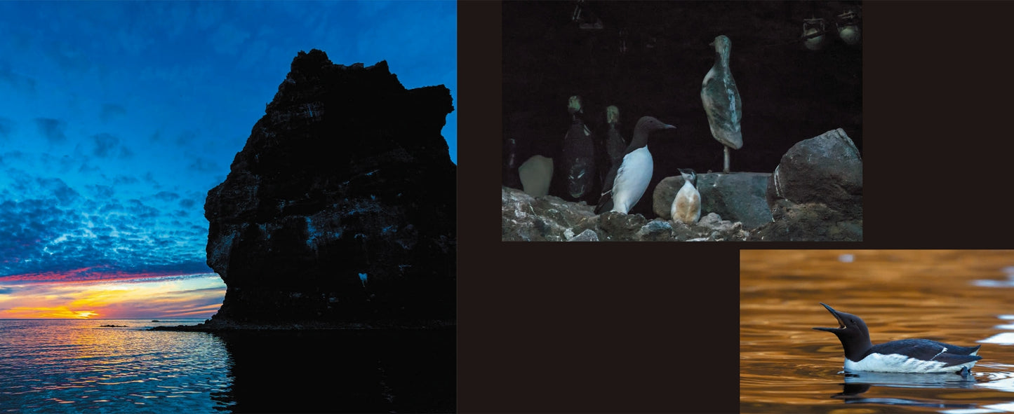 BIRD ISLAND TEURI