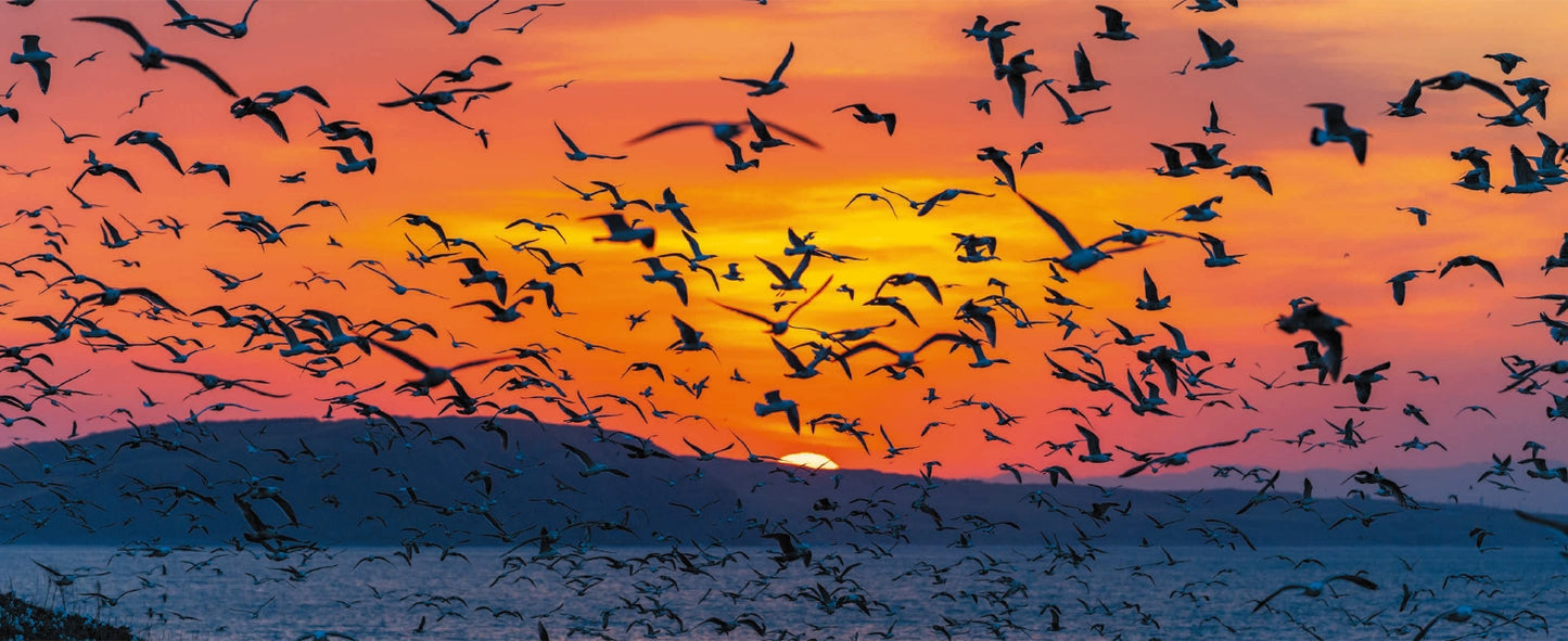 BIRD ISLAND TEURI