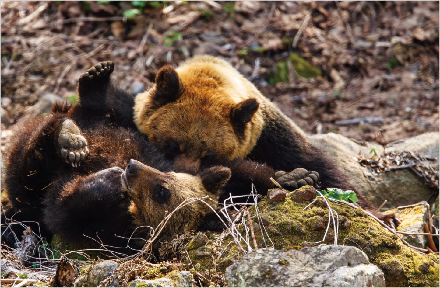 【先行予約特別価格・限定100冊】BEAR TRUTH ヒグマの真実