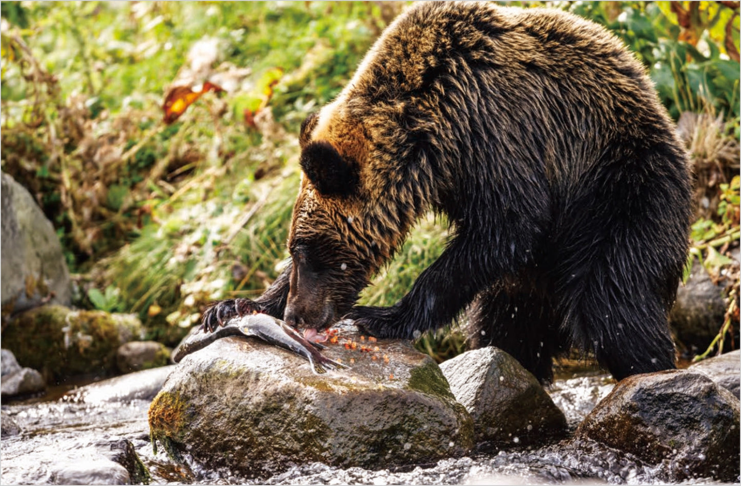 【先行予約特別価格・限定100冊】BEAR TRUTH ヒグマの真実