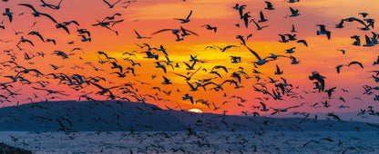 BIRD ISLAND TEURI