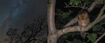 BIRD ISLAND TEURI